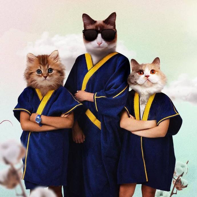 Beach Bisht team seriously awe-inspiring unique inspirational individual cats